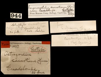 Media type: image;   Invertebrate Zoology OPH-2927 Aspect: labels